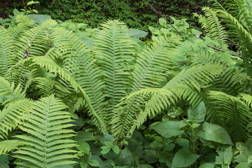 Fresh green fern growing in dense woodland with healthy fronds and natural forest vegetation. © Olha
