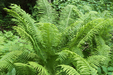 Fresh green fern growing in dense woodland with healthy fronds and natural forest vegetation. © Olha