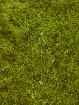 fern leaf background