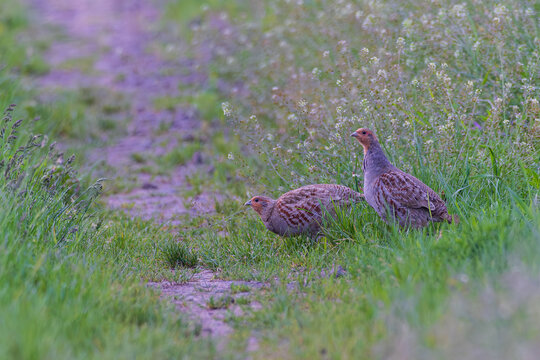 Rebhuhn (Perdix perdix) Brutpaar mit M&auml;nnchen und Weibchen auf bl&uuml;hendem Feldweg bei der Nahrungssuche im Fr&uuml;hling, Hessen, Deutschland