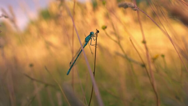 Common blue damselfly in tall grass