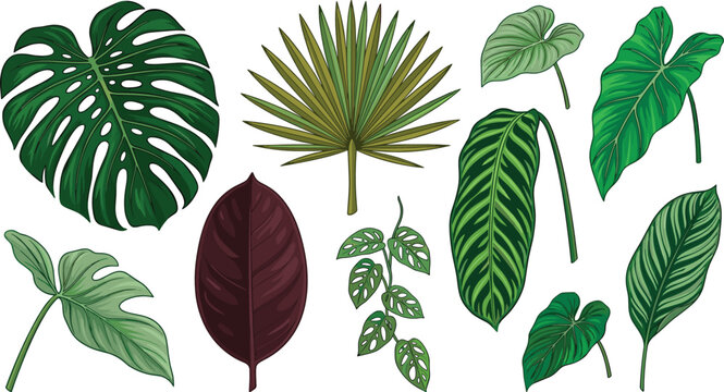 Realistic tropical foliage collection featuring monstera palm philodendron caladium and exotic botanical leaves for natural vector illustration set