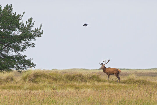 Rothirsch (Cervus elaphus) mit &uuml;berfliegender Nebelkr&auml;he (Corvus cornix), M&auml;nnchen mit gro&szlig;em Geweih in weitl&auml;ufigen D&uuml;nen im Herbst, Darss, Mecklenburg-Vorpommern, Deutschland