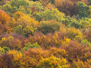 Fototapeta premium Colorful Autumn Forest Hillside with Orange and Green Foliage