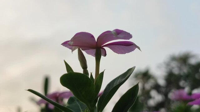 Catharanthus roseus flowers blooming naturally, showcasing vibrant petals and the beauty of a tropical ornamental plant in a garden.