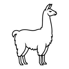 Fototapeta premium Llama outline drawing showing domestic alpaca animal in minimalist thick line style