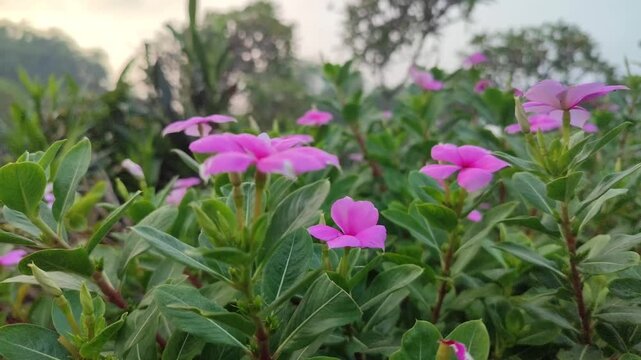 Catharanthus roseus flowers blooming naturally, showcasing vibrant petals and the beauty of a tropical ornamental plant in a garden.