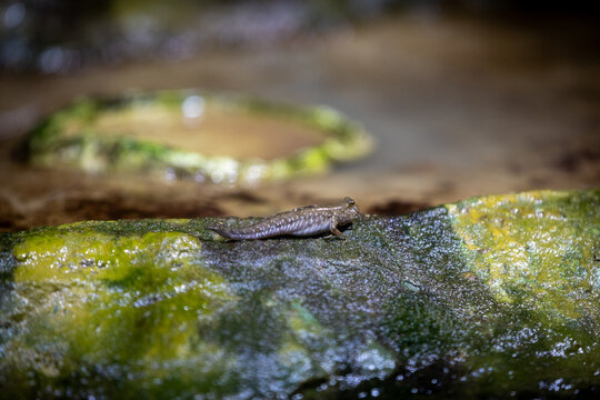 Atlantic mudskipper on the stone, Periophthalmus barbarus