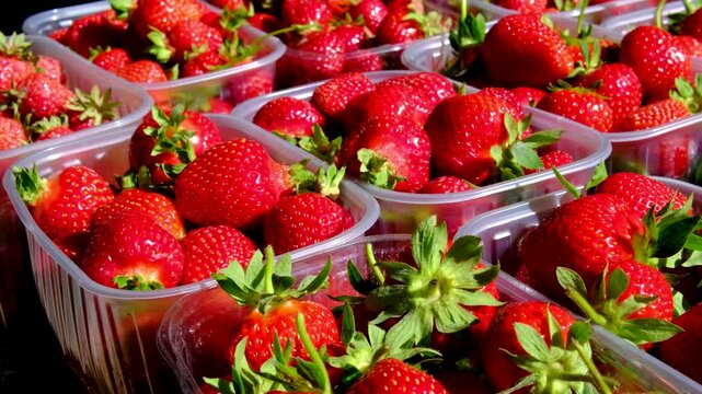 Fresh strawberries packed in one kilogram plastic containers at farmers market under bright summer sunlight with ripe seasonal berry harvest