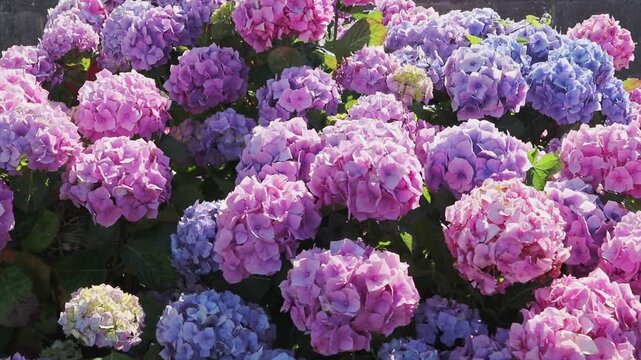 Abundant pink and blue Hydrangea macrophylla flower heads gently swaying in the breeze and illuminated by warm backlight. Tripod-shot garden footage.