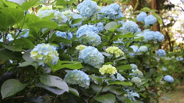 Light blue Hydrangea macrophylla flowers and yellow buds swaying in a gentle sea breeze against a shimmering sunlit bokeh background. Tripod-shot garden footage.