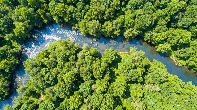 Aerial Nadir View of River Fork Splitting Through Lush Tropical Green Forest
