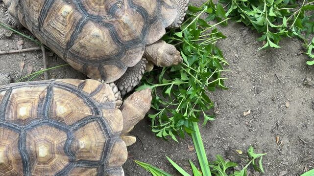 Sucata tortoise eating vegetables with nature background
