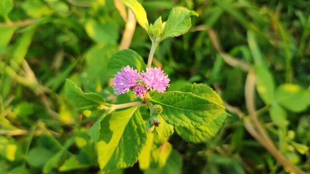 Ageratum conyzoides flowers blooming naturally, featuring delicate fluffy blossoms in a tropical outdoor environment.
