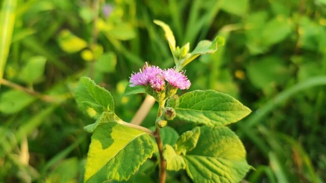 Ageratum conyzoides flowers blooming naturally, featuring delicate fluffy blossoms in a tropical outdoor environment.