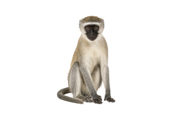 Vervet monkey sitting and looking at the camera, isolated on a white background. Natural wildlife portrait with full body, clean composition, and ample copy space for commercial stock use © MJ iceberg