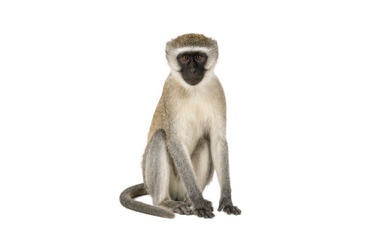 Vervet monkey sitting and looking at the camera, isolated on a white background. Natural wildlife portrait with full body, clean composition, and ample copy space for commercial stock use