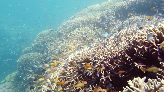 Tropical coral reef seascape with fishes, hard and soft corals. Underwater video. Leyte, Philippines.