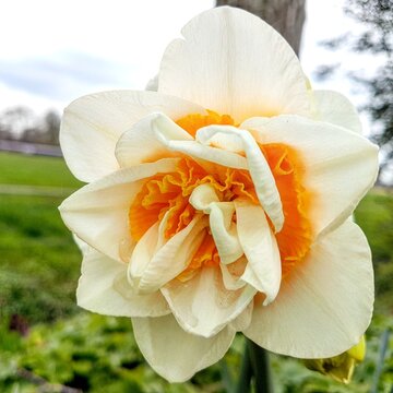 white and orange flower