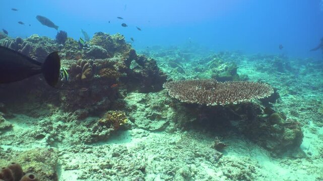 Underwater tropical colourful soft-hard corals seascape. Underwater fish reef marine. Sipadan, Malaysia.