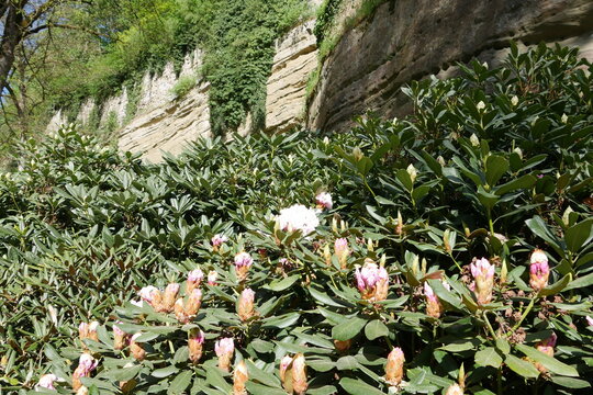 Rhododendron vor Fels im Gallergraben in &Uuml;berlingen