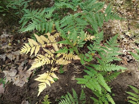 Top view of a wild bracken fern with contrasting yellow and vibrant green fronds growing on the forest floor during early autumn