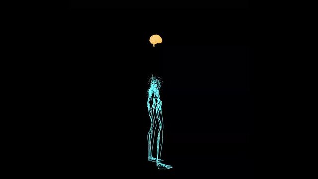 Neural Pathways Explored in a 3D Skeleton Visualization