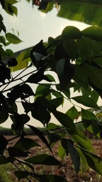 Fresh Murraya paniculata leaves with glossy green foliage, highlighting the beauty of a tropical ornamental shrub in a natural garden