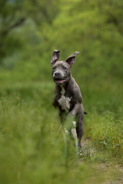 A Staffordshire Terrier runs through tall grass in a green landscape. Motion and focused expression create an energetic outdoor lifestyle scene.