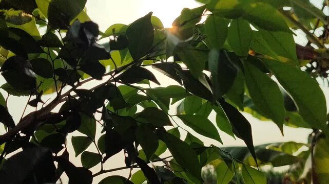 Fresh Murraya paniculata leaves with glossy green foliage, highlighting the beauty of a tropical ornamental shrub in a natural garden