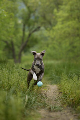 Obraz premium A Staffordshire Terrier runs with a blue ball through a green natural area. Playful action and fresh surroundings create an energetic pet scene.