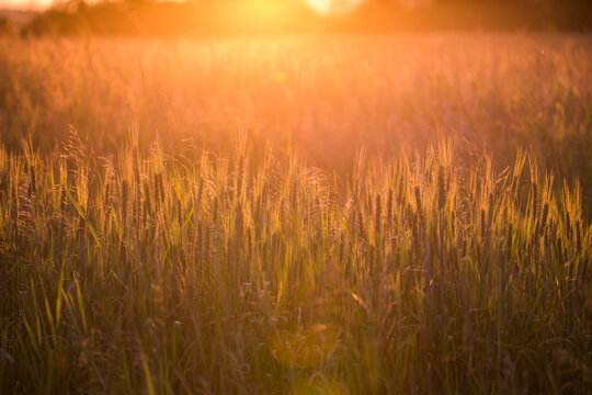 Closeup of green wheat in meadows.