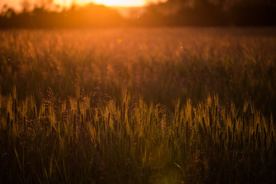 Closeup of green wheat in meadows.