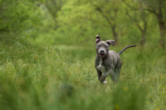 A Staffordshire Terrier runs quickly through green vegetation outdoors. Natural movement and focused posture create a playful action portrait.
