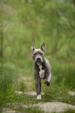 A Staffordshire Terrier runs toward the camera through a green woodland path. Dynamic movement and soft natural background create an energetic outdoor adventure scene.