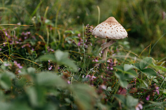 Beautiful and edible parasol mushroom in natural environment. 