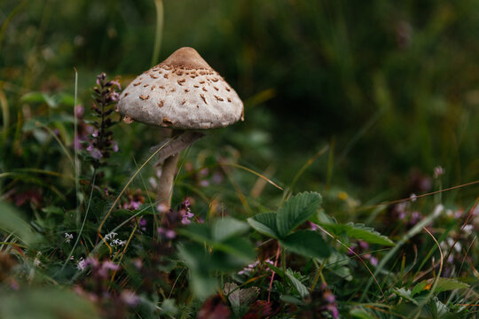 Beautiful and edible parasol mushroom in natural environment. 