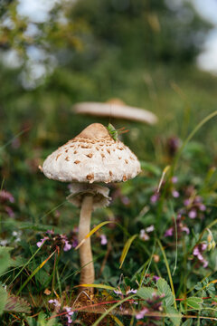 Beautiful and edible parasol mushroom in natural environment. 