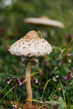 Beautiful and edible parasol mushroom in natural environment. 