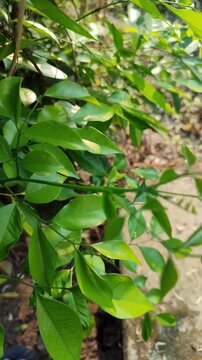 Fresh Murraya paniculata leaves with glossy green foliage, highlighting the beauty of a tropical ornamental shrub in a natural garden