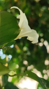 Murraya paniculata flowers blooming with fragrant white petals, showcasing the beauty of a tropical ornamental shrub in a natural garden.