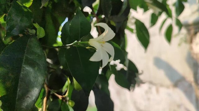 Murraya paniculata flowers blooming with fragrant white petals, showcasing the beauty of a tropical ornamental shrub in a natural garden.