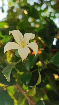 Murraya paniculata flowers blooming with fragrant white petals, showcasing the beauty of a tropical ornamental shrub in a natural garden.