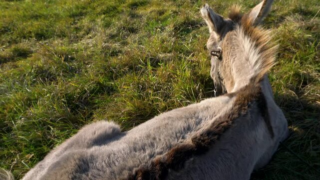 A grey donkey lies peacefully on a lush green grassy field under bright sunlight. The donkey appears relaxed, with its head turned to the side and ears perked up.