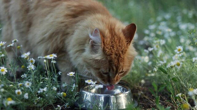 Ginger cat eating from a metal bowl surrounded by blooming daisies in a meadow
