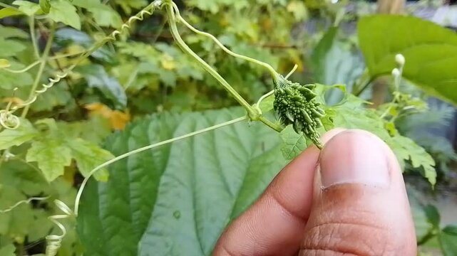 A hand holding a small green bitter melon hanging on a vine in a garden