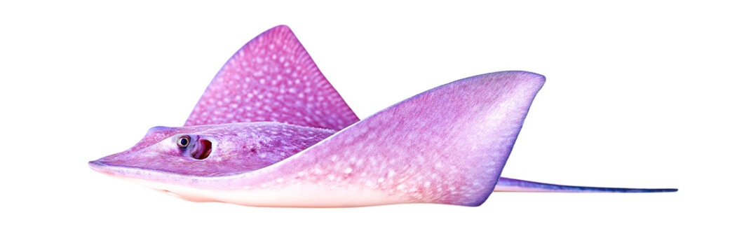 Purple stingray fish isolated on white background