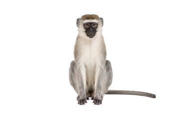 Vervet monkey sitting and facing forward, isolated on a white background with a centered composition. African primate with distinctive black facial markings, long tail, and natural fur, suitable  © MJ iceberg