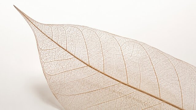 Close-up of a delicate translucent skeleton leaf showing intricate veins and fine lace-like texture on a neutral white background