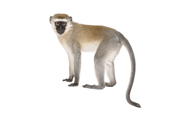 Vervet monkey standing in a side profile while looking toward the camera, isolated on a white background. Natural wildlife cutout with full body, detailed fur, and ample copy space for educational © MJ iceberg